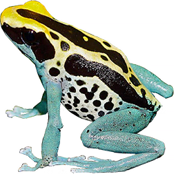  Dyeing Dart Frogs